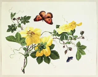 Flower Study and Butterfly